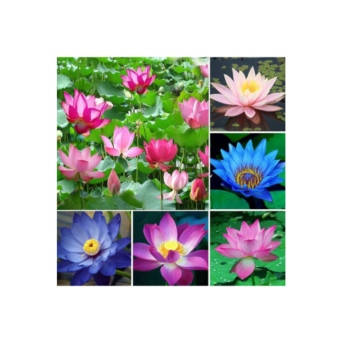 5 Adet Karışık Renklerde Lotus (Nilüfer) Çiçeği Tohumu