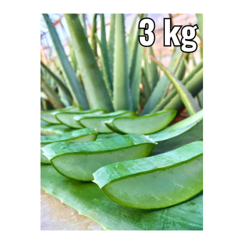 Aloe Vera Jel Için Yaprak, 3 Kg, Doğal, Zehirsiz Üretim, Aloe Vera Leaf, Fidan Hediyeli