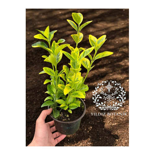 Altuni Gold Taflan Çit Bitkisi Sarı Taflan Fidanı 20-30 Cm 1 Saksıda 3 Kök Üretim Altuni Gold Taflan Çit Bitkisi Sarı Taflan Fidanı 20-30 Cm 1 Saksıda 3 Kök Üretim