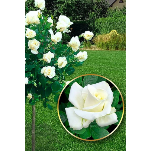 Aşılı kokulu baston beyaz gül /dikime hazır 16cm açık kök
