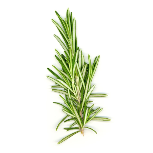 Bahçeden Dalından Ilaçsız Taze Biberiye-40 Gr Bahçeden Dalından Ilaçsız Taze Biberiye-40 Gr