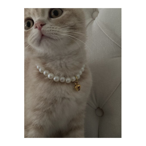 Incili Kedi Tasması Incili Kedi Tasması