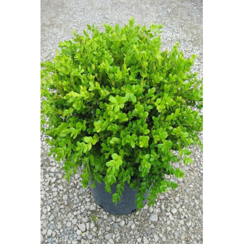 Isparta Gülü Şimşir Fidanı 20-40 Cm( Buxus Japonica Rococo ) Isparta Gülü Şimşir Fidanı 20-40 Cm( Buxus Japonica Rococo )