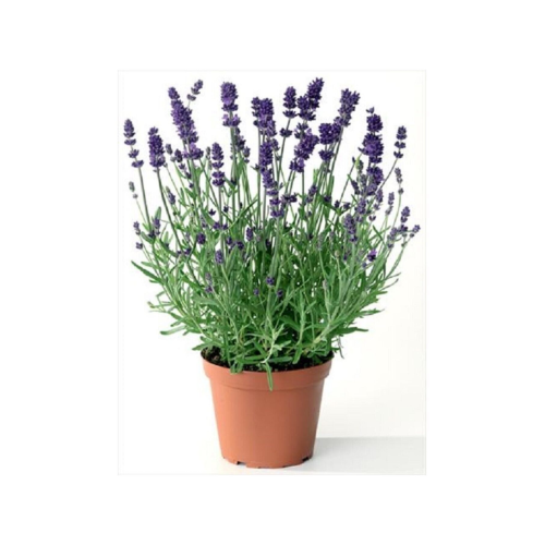 Lavanta Çiçeği 40 Cm Kokulu Aromatik Bahar Bitkisi Balkon Bitkisi Ev Bitkisi Dış Mekan Bitkisi