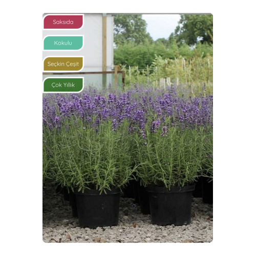 Lavanta Fidanı İngiliz Lavandula angustifolia Hidcote, Saksıda Kokulu, Çiçek Açan, Çalı Lavanta Fidanı İngiliz Lavandula angustifolia Hidcote, Saksıda Kokulu, Çiçek Açan, Çalı