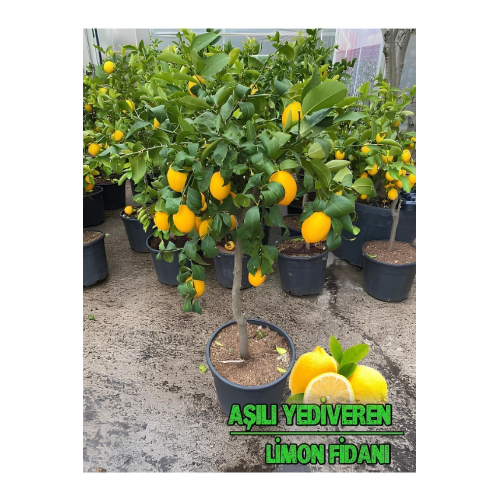 Limon Fidanı Yediveren Limon Aşılı Mis Kokulu Ev Için Uygun Limon Fidanı Yediveren Limon Aşılı Mis Kokulu Ev Için Uygun