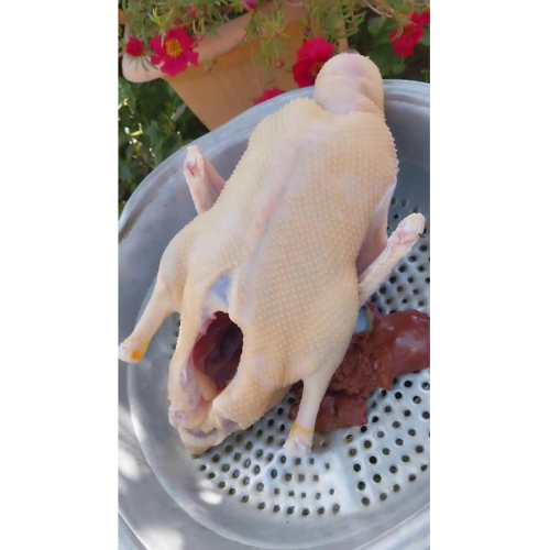 pekin ördeği ( 2,4-3 kg ) pekin ördeği ( 2,4-3 kg )