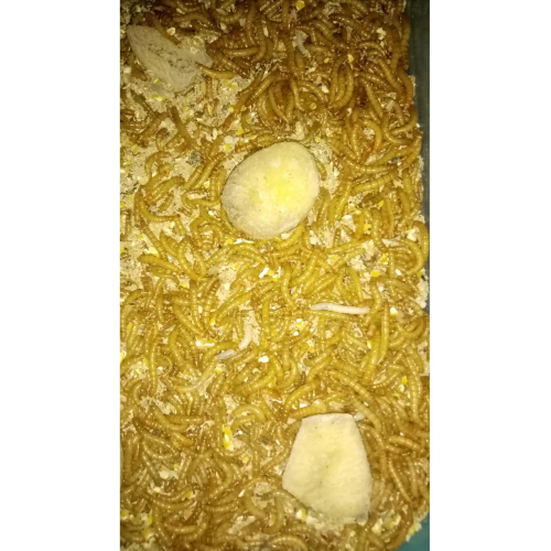 Un Kurdu Yem 125 Adet Un Kurdu Yem 125 Adet