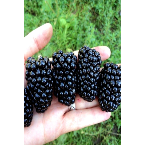 Dikensiz Aşılı Tatlı Iri Taneli Böğürtlen Fidani 1. Kalite 100 120 Cm Açık Kök Dikensiz Aşılı Tatlı Iri Taneli Böğürtlen Fidani 1. Kalite 100 120 Cm Açık Kök