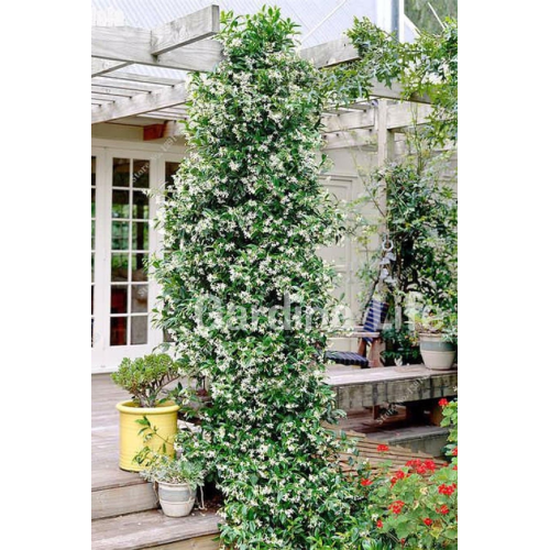 Arap Yasemini Fidanı Kokulu Rhyncospermum Jasminoides Arap Yasemini Fidanı Kokulu Rhyncospermum Jasminoides