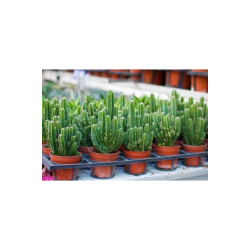 Radyasyon Emici Kaktüs Bol Yavrulu Cereus Fairy Castle Cactus (açıklama Kısmını Okuyunuz) Radyasyon Emici Kaktüs Bol Yavrulu Cereus Fairy Castle Cactus (açıklama Kısmını Okuyunuz)