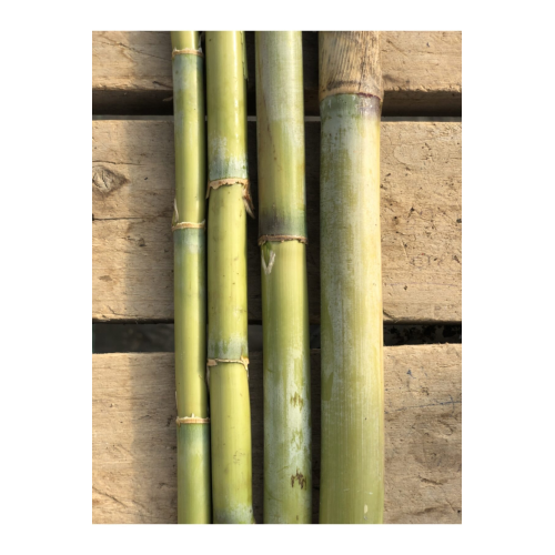 Bambu Bitki Destek Çubuğu 10 Adet 120 cm Bambu Bitki Destek Çubuğu 10 Adet 120 cm
