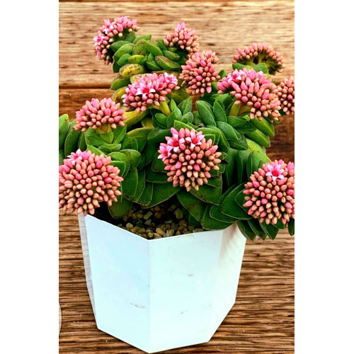 Crassula Springtime Mum Hoya Kaktüs /şuan Çiçeksizdir Crassula Springtime Mum Hoya Kaktüs /şuan Çiçeksizdir