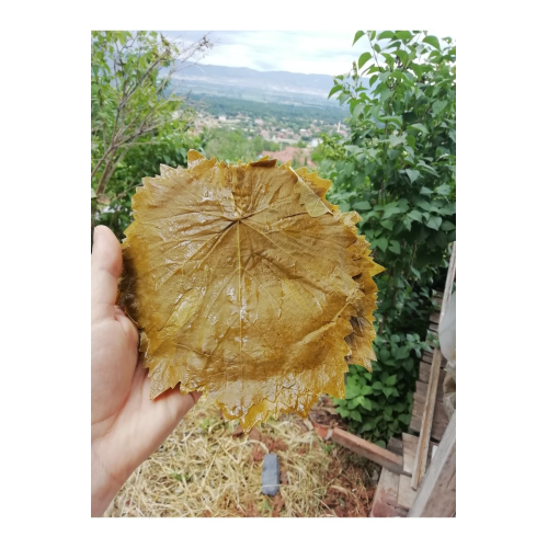 Tokat Salamura Bağ Yaprağı Ince Damarsız (DİREK SARIP PİŞİRİLİR)- 5kg'lık Bidon (İADE GARANTİLİDİR) Tokat Salamura Bağ Yaprağı Ince Damarsız (DİREK SARIP PİŞİRİLİR)- 5kg'lık Bidon (İADE GARANTİLİDİR)
