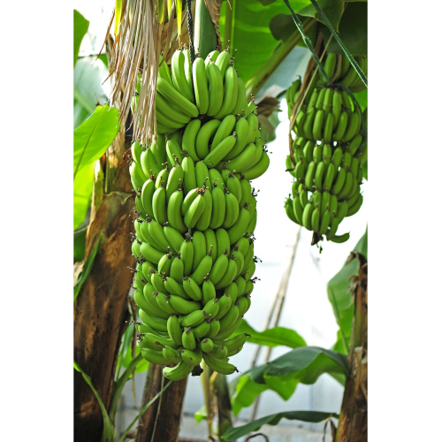 1 Kg Yerli Yeşil Muz